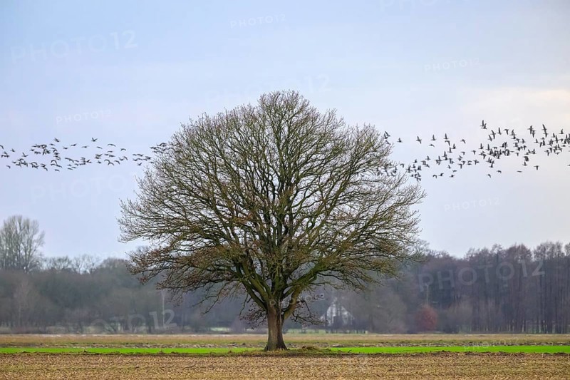 Lone oak tree (Quercus robur) with flock of birds in the sky, Dümmer nature park Park, Lower Saxony, Germany