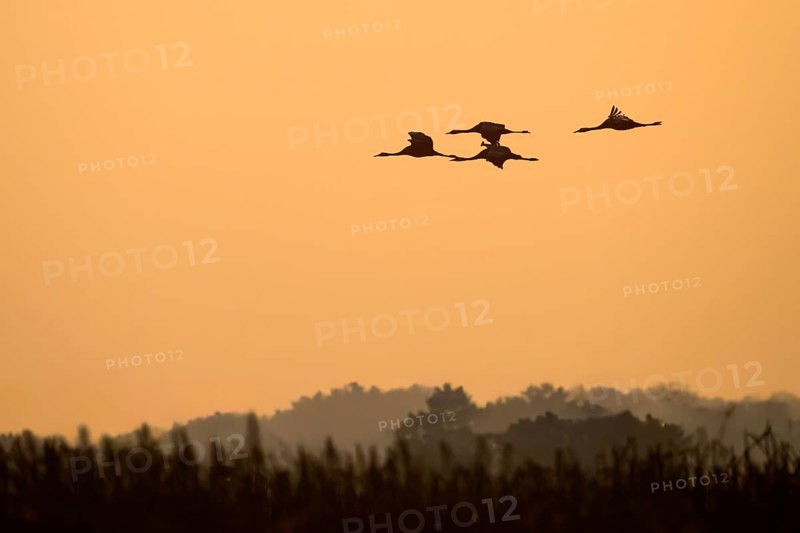 Cranes (Grus grus) flying towards the horizon over a tree-lined landscape, Dümmer nature park Park, Lower Saxony, Germany