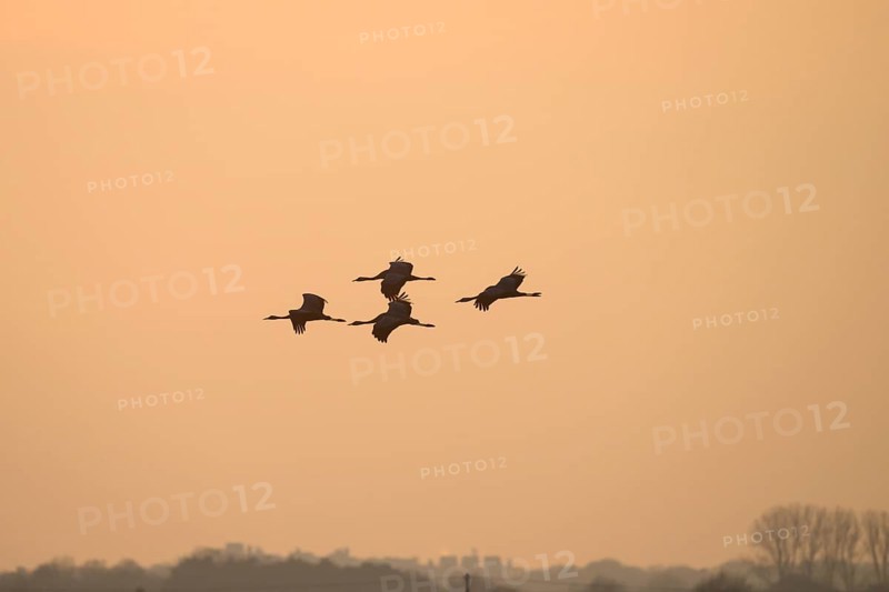 Formation of cranes (Grus grus) in flight over a bright evening sky, Dümmer nature park Park, Lower Saxony, Germany