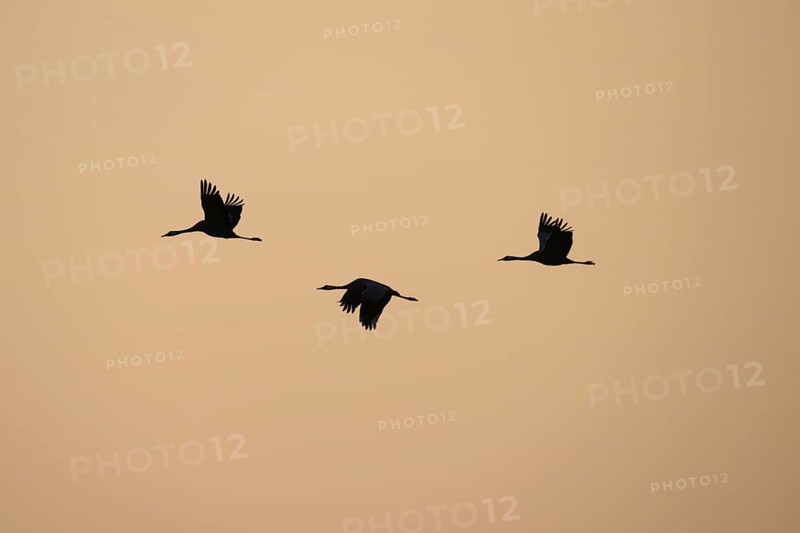 Three cranes (Grus grus) flying at a steady pace against the evening sky, Dümmer nature park Park, Lower Saxony, Germany