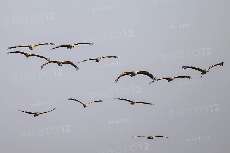 Cranes (grus grus) flying in formation against a cloudless sky, Dümmer nature park Park, Lower Saxony, Germany