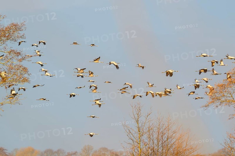 Large group of cranes (Grus grus) in the air over landscape and trees, Dümmer nature park Park, Lower Saxony, Germany