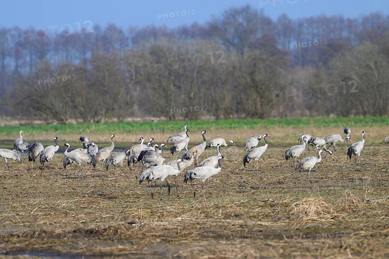 Several cranes (Grus grus) standing on a field with trees in the background under a blue sky, Dümmer nature park Park, Lower Saxony, Germany