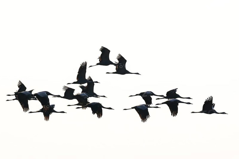 Cranes (Grus grus) flying in formation against a clear sky, Dümmer nature park Park, Lower Saxony, Germany