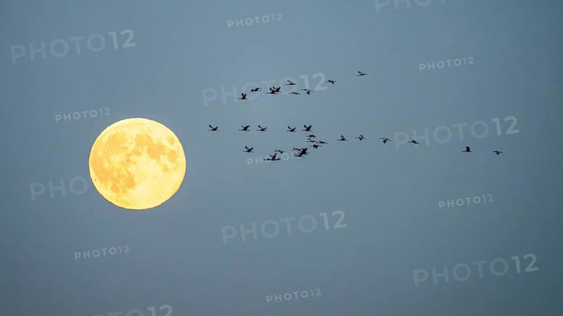 A group of cranes (Grus grus) flying in front of a large full moon in the night sky, Bugewitz, Mecklenburg-Vorpommern, Germany