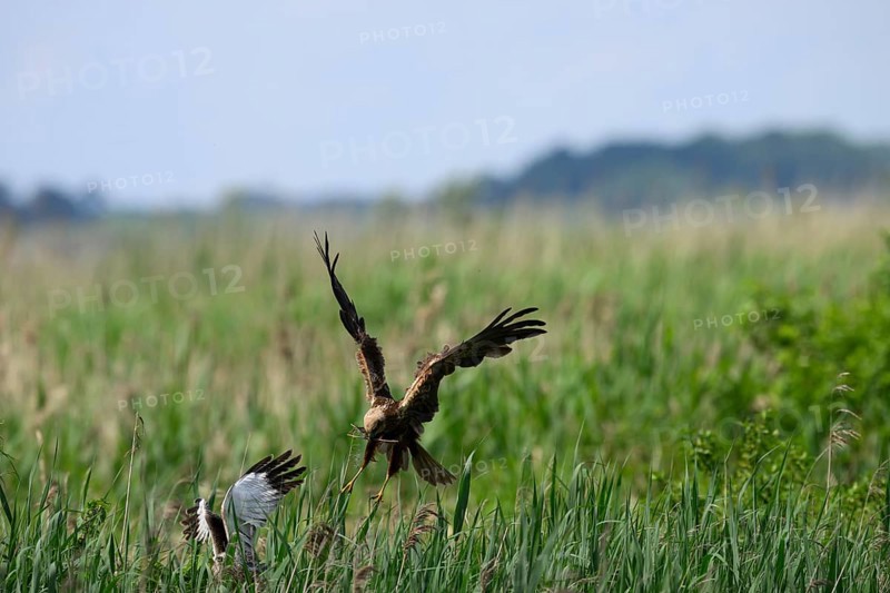 Marsh harrier (Circus aeruginosus) adult female in the air with outstretched wings against a light blue background replacing the male during nest building, Lake Dümmer, Dümmerniederung nature park Park, Lower Saxony, Germany