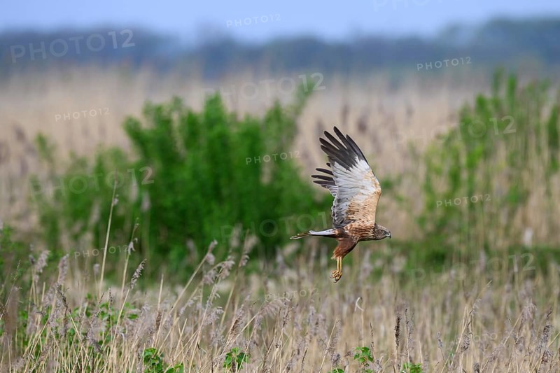 Marsh harrier (Circus aeruginosus) in flight over a reedbed with a slightly cloudy sky, Eickhöpen, Lembruch, Lower Saxony, Germany