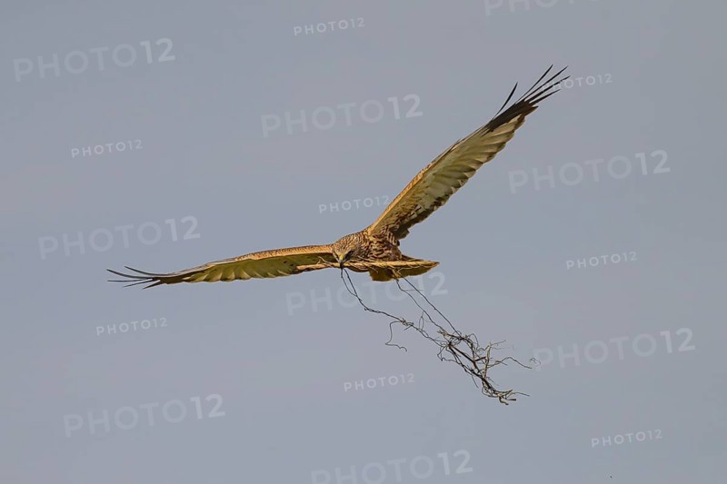 Marsh harrier (Circus aeruginosus) in the air with spread wings hovering over a field with reeds, wings wide open carrying nesting material, Lake Dümmer, Dümmerniederung nature park Park, Lower Saxony, Germany