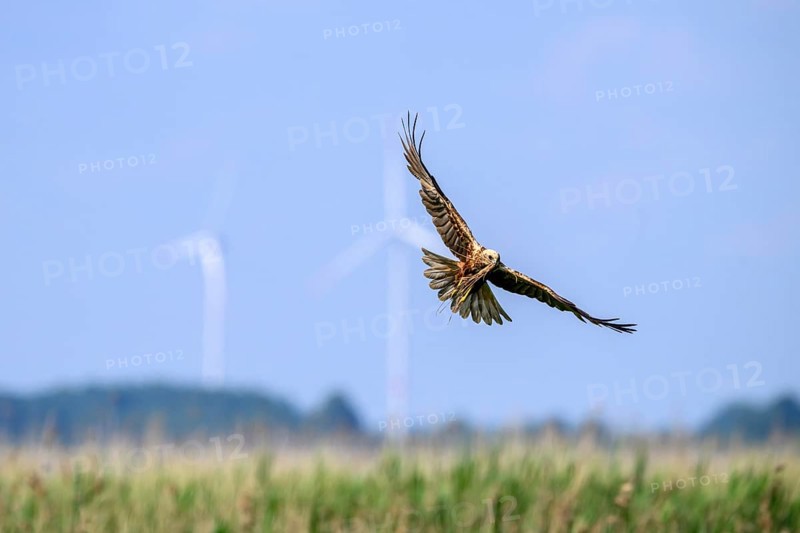 Marsh harrier (Circus aeruginosus) adult female in the air with outstretched wings against a light blue background with wind turbines, Lake Dümmer, Dümmerniederung nature park Park, Lower Saxony, Germany