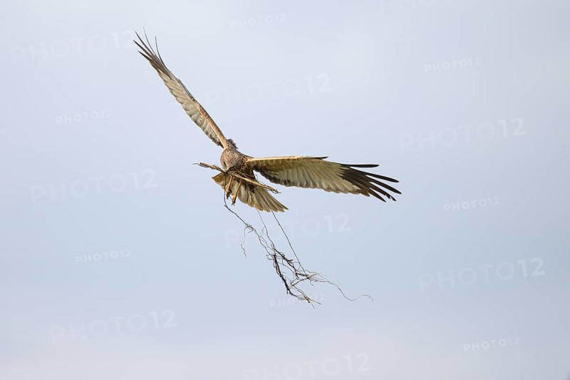 Marsh harrier (Circus aeruginosus) adult male in the air with outstretched wings against a white background, Lake Dümmer, Dümmerniederung nature park Park, Lower Saxony, Germany