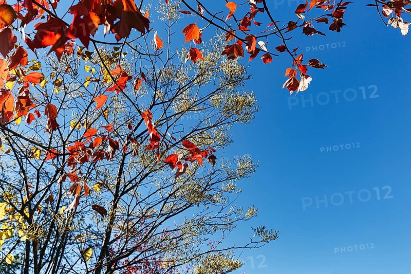 Red autumn leaves, maple leaves (Acer), sunny autumn weather, blue sky, view upwards, Indian Summer, Maine, New England, USA