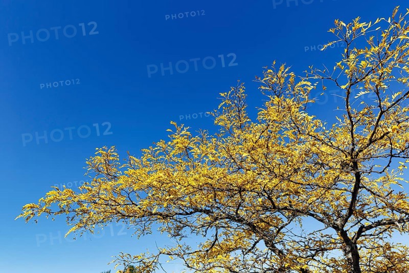 Golden yellow autumn foliage, Honey Locust (Gleditsia triacanthos), Leatherback tree, False buckthorn, sunny autumn weather, blue sky, Indian Summer, Maine, New England, USA