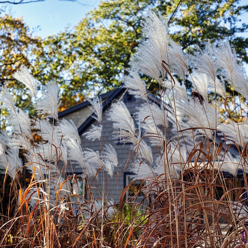 Chinese reed (Miscanthus sinensis), inflorescence in autumn, ornamental grass in partial shade, front garden, Maine, New England, USA