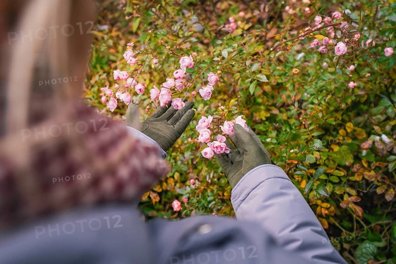 Someone in gloves looks at delicate pink flowers outdoors, Herrenberg, Böblingen district, Germany