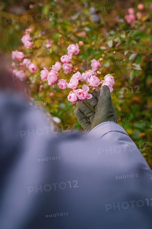 Person in winter clothes admiring pink blossoms in the countryside, Herrenberg, Böblingen district, Germany