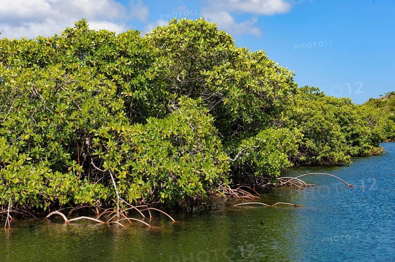 Stilt mangrove (Rhizophora stylosa) stands in lagoon of island in Western Pacific, Pacific Ocean, Yap Island, Yap State, Caroline Islands, Federated States of Micronesia FSM, Australia, Oceania