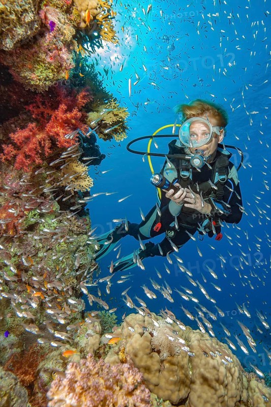 Diver looking at illuminated cliff face of lively intact colourful coral reef of stony corals (Scleractinia) hard corals and soft corals (Dendronephthya), in front of it school of fish glassfish (Parapriacanthus guentheri) hatchetfish, Red Sea, Egypt