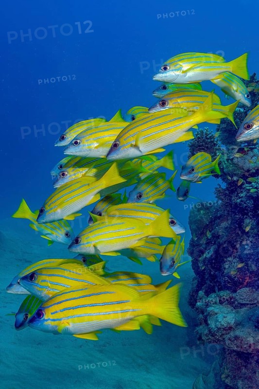 Small school of blue-striped snapper (Lutjanus kasmira), Red Sea, Safaga, Hurghada, Egypt