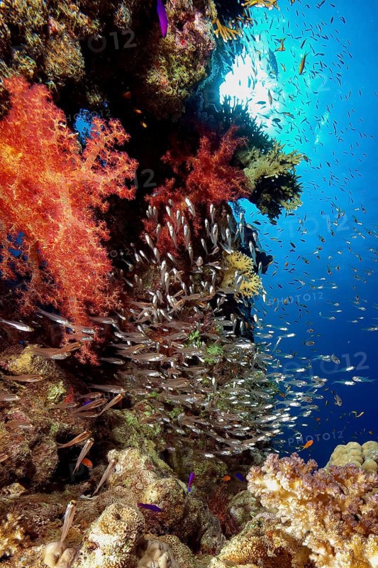 Steep face of lively intact colourful coral reef of stony corals (Scleractinia) hard corals and soft corals (Dendronephthya), in front of it school of fish glassfish (Parapriacanthus guentheri) hatchetfish, Red Sea, Egypt