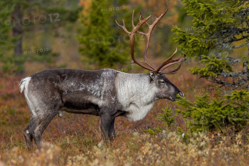 A reindeer bull (Rangifer tarandus) stands relaxed in the taiga, rut, autumn, Sweden