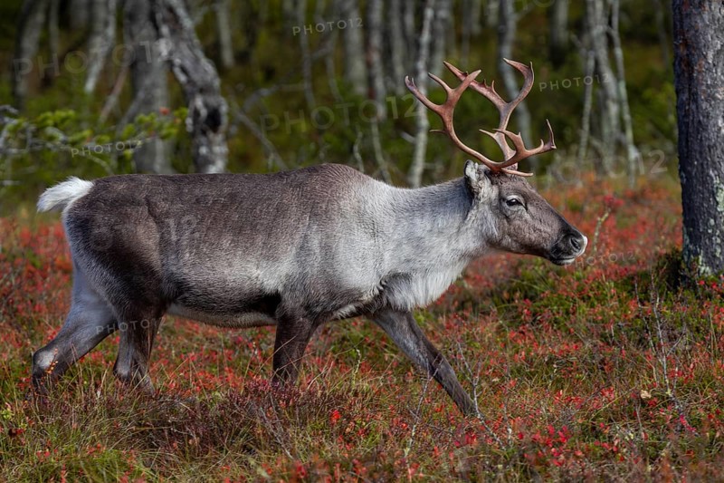 A reindeer cow (Rangifer tarandus) walks through the autumn taiga, rut, autumn, Sweden