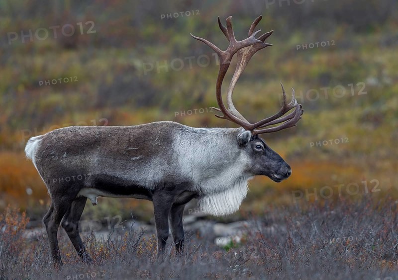 Relaxed, a reindeer bull (Rangifer tarandus) observes his herd, rut, autumn, Sweden