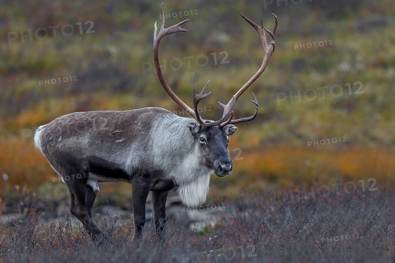 At the beginning of October, the reindeer rut (Rangifer tarandus) has reached its peak, rut, autumn, Sweden