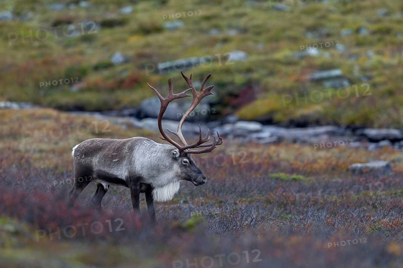 Exhausted and tired, a reindeer bull (Rangifer tarandus) stands in the tundra, rut, autumn, Sweden