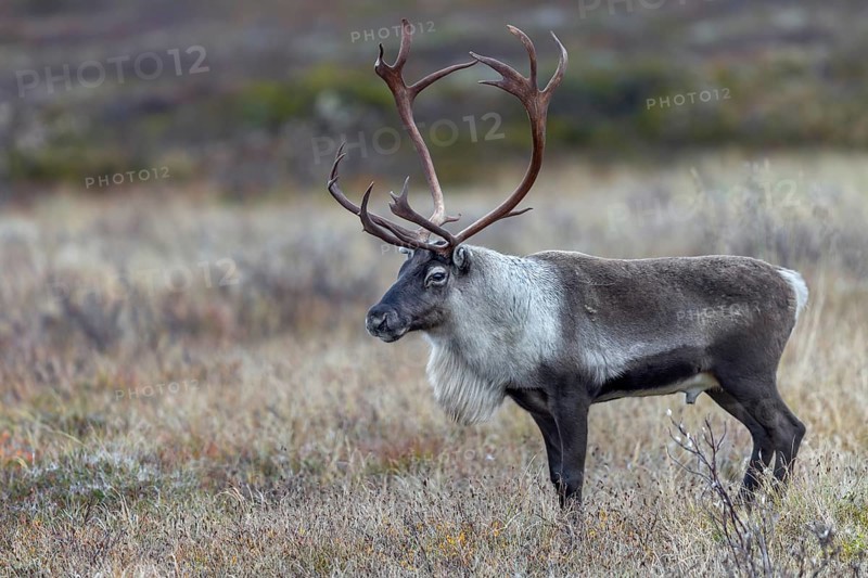 A reindeer bull (Rangifer tarandus) watches over his herd grazing in the tundra, rut, autumn, Sweden