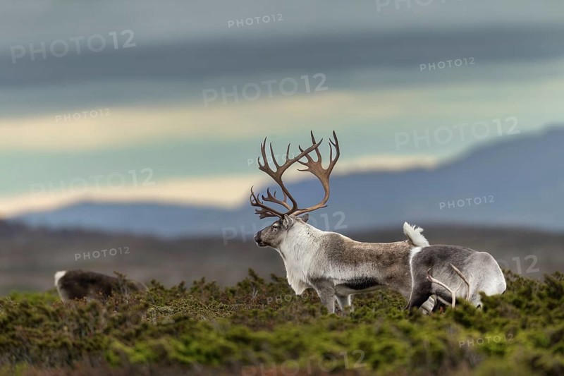 A reindeer bull (Rangifer tarandus) stretches relaxed between his small herd, rut, autumn, Sweden