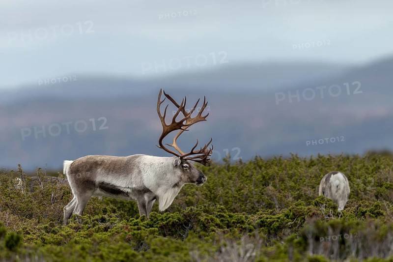 A reindeer bull (Rangifer tarandus) watches over his small herd, consisting of females with this year's calves, rut, autumn, Sweden