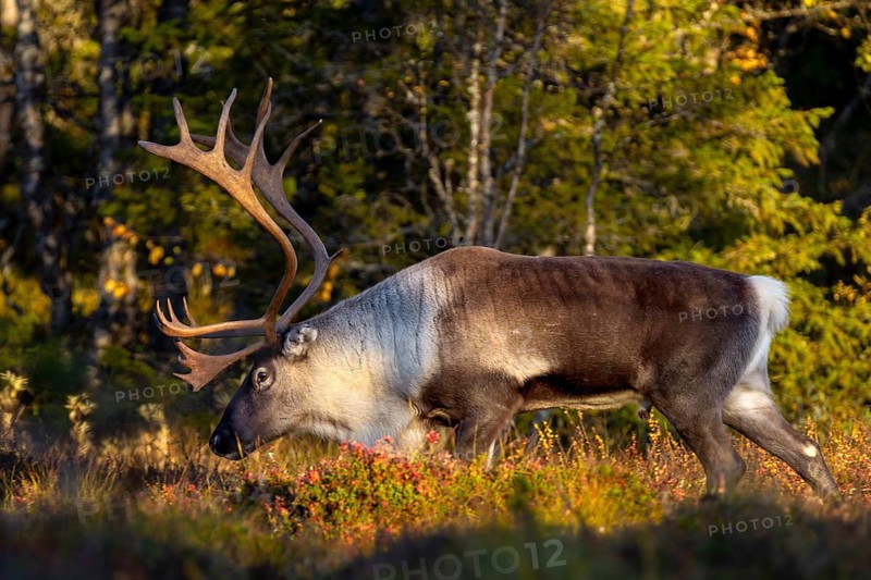 In the evening light a reindeer bull (Rangifer tarandus) moves through the taiga, rut, autumn, Sweden