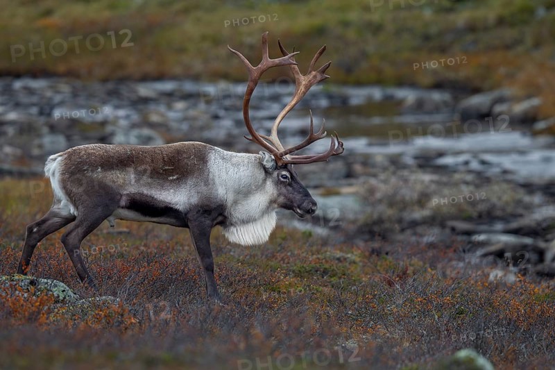 You can see the reindeer bull (Rangifer tarandus) during the exhausting time of the rut, rut, autumn, Sweden
