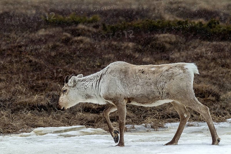 The thick fur protects the reindeer cow (Rangifer tarandus) from snow and cold, snow, snowfall, winter, Sweden