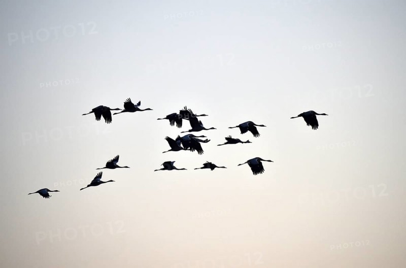 Cranes (Grus grus) flying on the Darß, Mecklenburg-Vorpommern, Germany