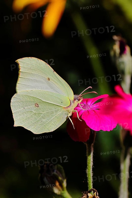 Lemon butterfly (Gonepteryx rhamny) on crown campion (Lychnis coronaria), in a nature garden, Wilnsdorf, North Rhine-Westphalia, Germany