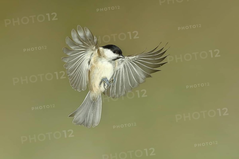 Marsh tit (Parus palustris), in flight, aerial photograph, North Rhine-Westphalia, Germany