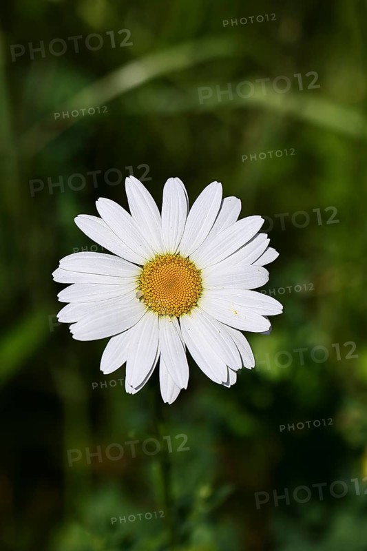 Daisy (Leucanthemum vulgare), flower in a meadow, close-up, macro, Wilnsdorf, North Rhine-Westphalia, Germany