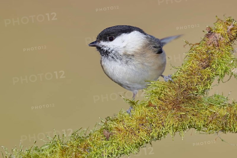 Willow Tit (Parus montanus), Willow Tit (Parus montanus) sitting on a branch overgrown with moss, Wildlife, Animals, Birds, Wilnsdorf, North Rhine-Westphalia, Germany