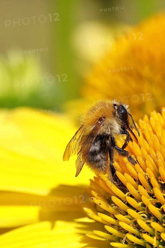 Field bumblebee (Bombus pascuorum), collecting nectar on a coneflower (Echinacea), close-up, Wilnsdorf, North Rhine-Westphalia, Germany