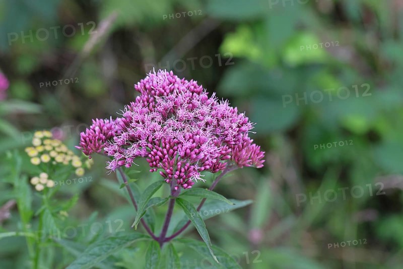 Hemp agrimony (Asteraceae), water hemp, Kunigundenkraut, flowering on a forest path, summer, Wilnsdorf, North Rhine-Westphalia, Germany