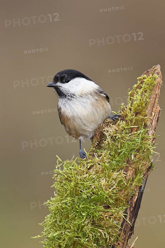 Willow Tit (Parus montanus), Willow Tit (Parus montanus) sitting on a branch overgrown with moss, Wildlife, Animals, Birds, Wilnsdorf, North Rhine-Westphalia, Germany