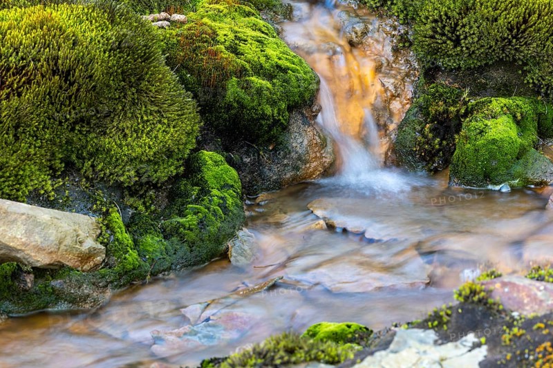 Stream, Moss, Longyearbyen, Spitsbergen, Svalbard