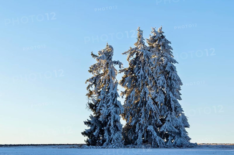 Spruce (Picea), Pine (Pinaceae), frost, hoarfrost, winter, Leibertingen, Upper Danube nature park Park, Baden-Württemberg, Germany