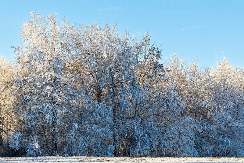 Beech (Fagus), beech family (Fagaceae), forest edge, frost, hoarfrost, winter, Leibertingen, Upper Danube nature park Park, Baden-Württemberg, Germany