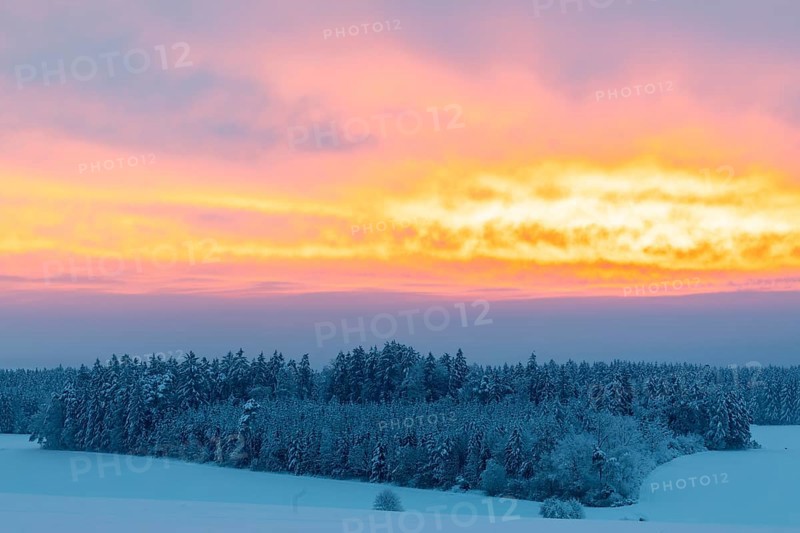 Winter forest, spruce (Picea), pine (Pinaceae), snow, winter, dawn, Leibertingen, Danube valley, Upper Danube nature park Park, Baden-Württemberg, Germany