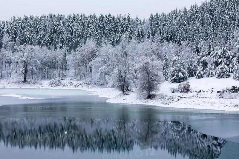 Mixed forest reflecting on water, frost, hoarfrost, winter, ice, lake, Laiz, Upper Danube nature park Park, Baden-Württemberg, Germany