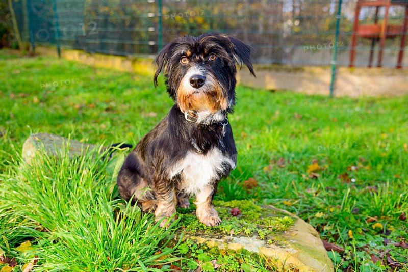 A dog sits outside on a rock in the grass, mixed breed, mixed breed dog, wire-haired dachshund terrier-Havanese mix, Rüde, Ilsede, Lower Saxony, Germany
