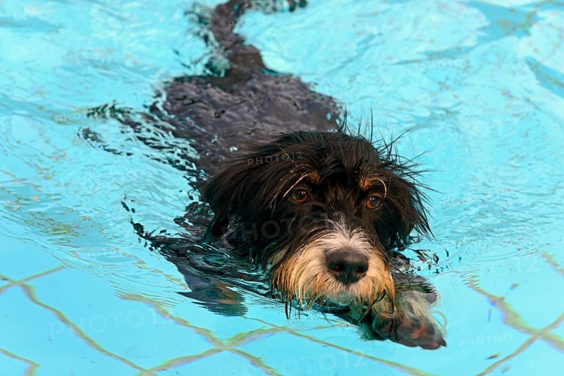 A black dog swims in the pool, dog swimming in the outdoor pool, mixed breed, wire-haired dachshund terrier-Havanese mix, male, Ilsede, Lower Saxony, Germany