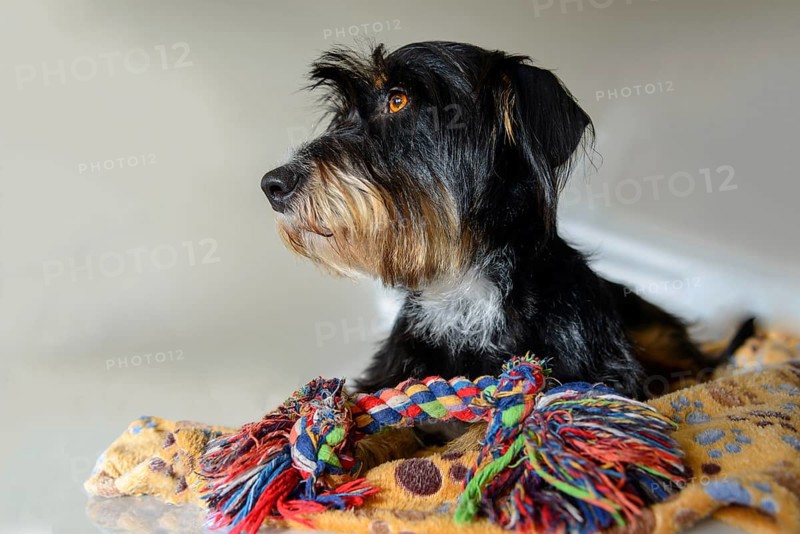Dog with colored rope toy on a blanket, mixed breed dog, wire-haired dachshund terrier-Havanese mix, male, Germany